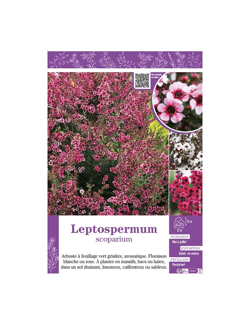 LEPTOSPERMUM (varié)