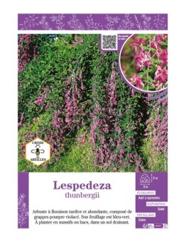 LESPEDEZA THUNBERGII