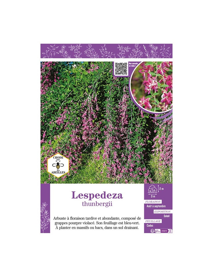 LESPEDEZA THUNBERGII