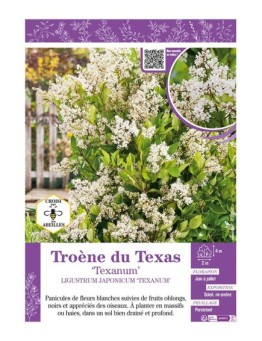 LIGUSTRUM JAPONICUM TEXANUM voir Troène du Texas