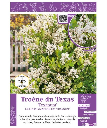LIGUSTRUM JAPONICUM TEXANUM voir Troène du Texas
