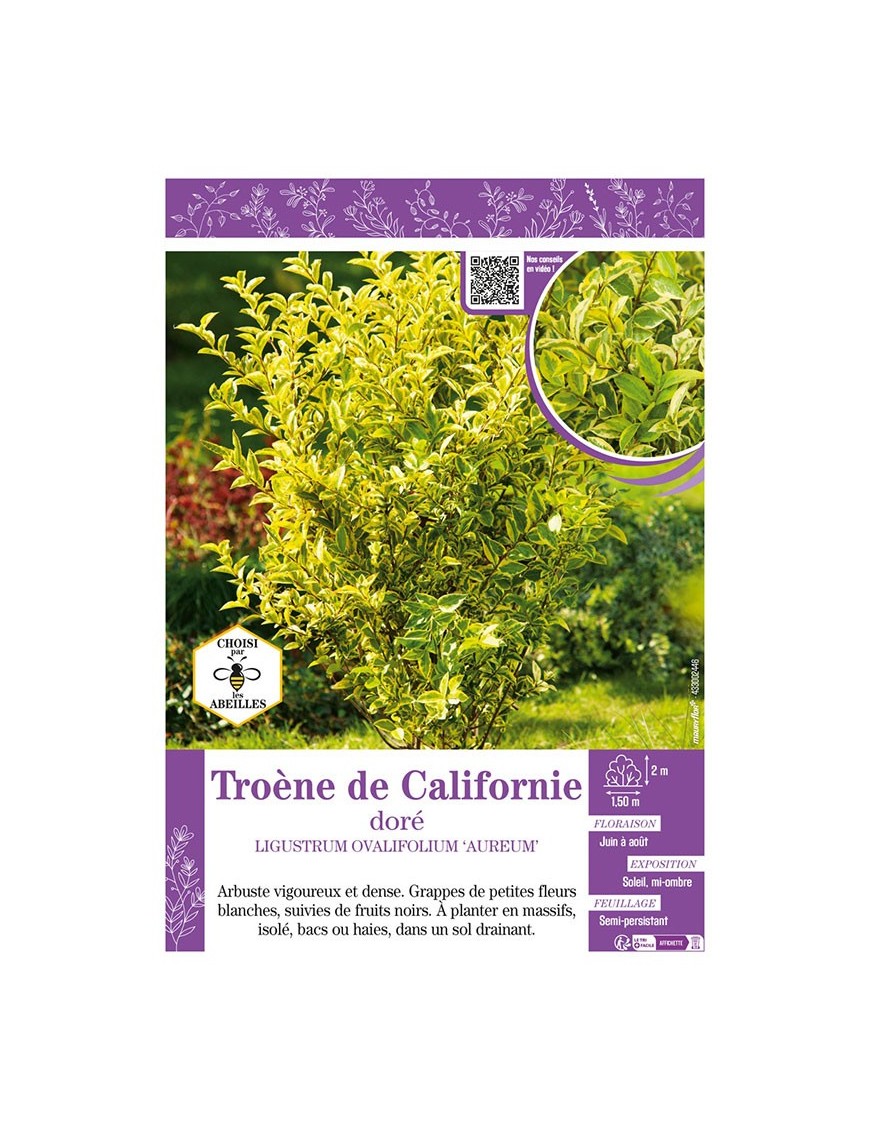 LIGUSTRUM OVALIFOLIUM AUREUM voir Troène de Californie doré