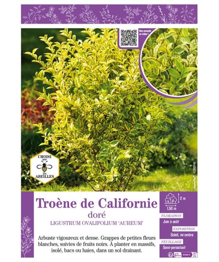 LIGUSTRUM OVALIFOLIUM AUREUM voir Troène de Californie doré