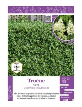 LIGUSTRUM OVALIFOLIUM voir TROÈNE VERT