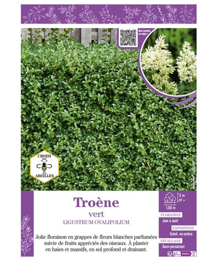 LIGUSTRUM OVALIFOLIUM voir TROÈNE VERT