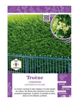 LIGUSTRUM VULGARE voir TROÈNE COMMUN
