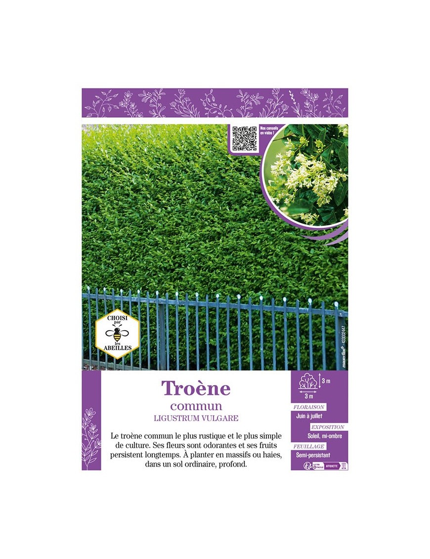 LIGUSTRUM VULGARE voir TROÈNE COMMUN