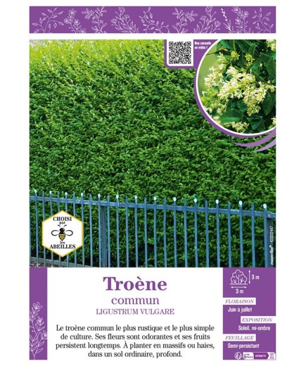 LIGUSTRUM VULGARE voir TROÈNE COMMUN