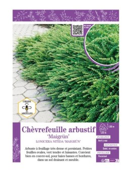 LONICERA NITIDA MAIGRUN voir Chèvrefeuille arbustif