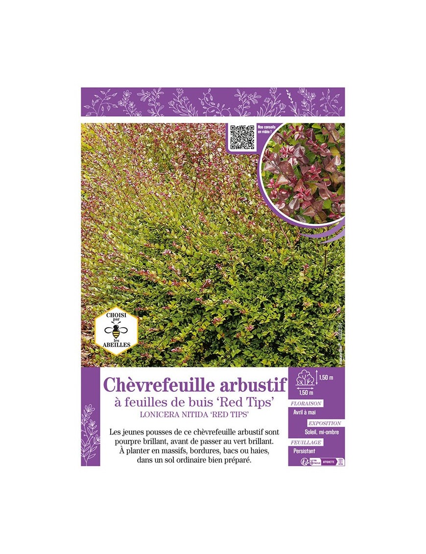 LONICERA NITIDA RED TIPS voir CHÈVREFEUILLE ARBUSTIF