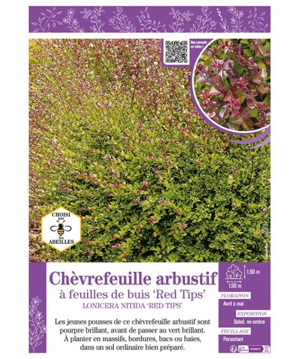 LONICERA NITIDA RED TIPS voir CHÈVREFEUILLE ARBUSTIF