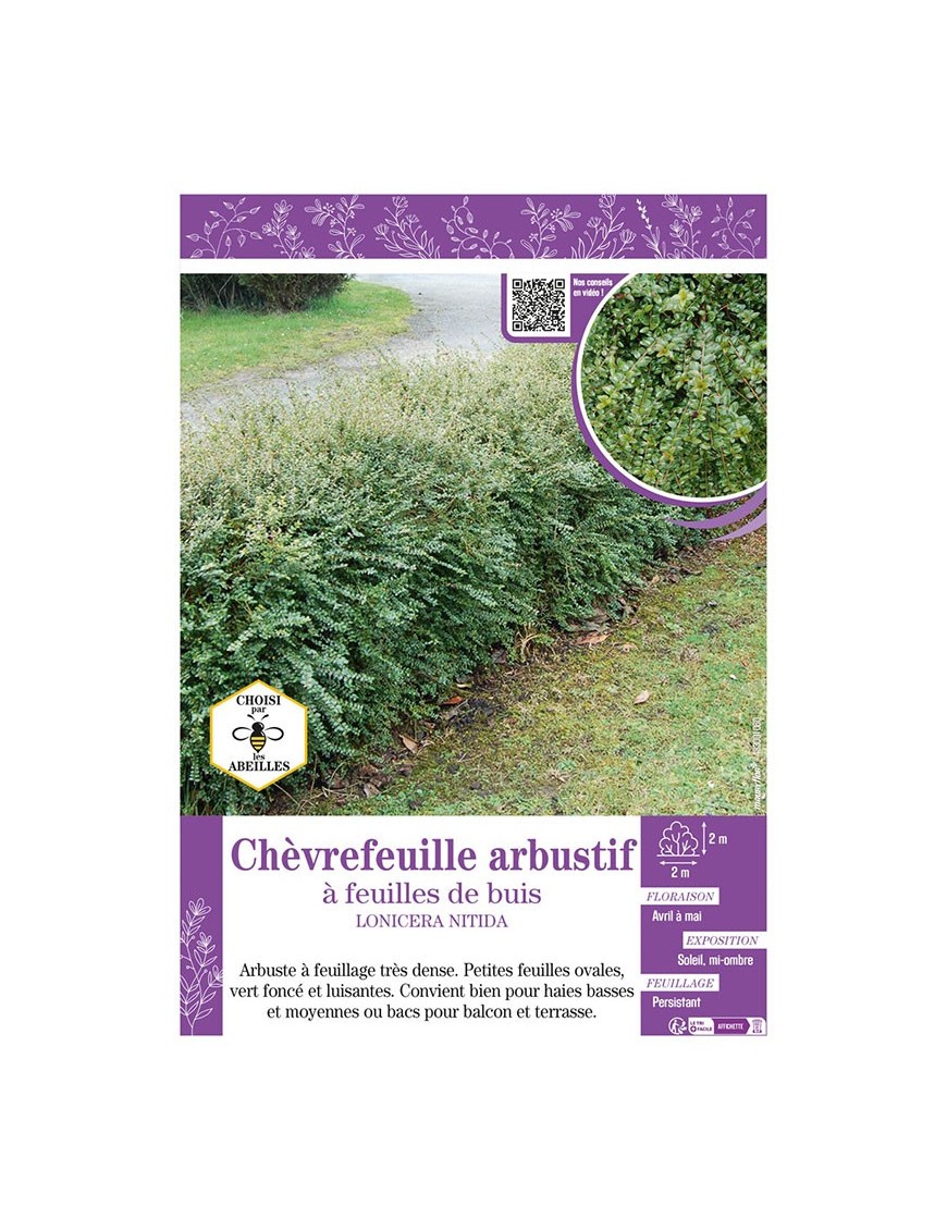 LONICERA NITIDA voir Chèvrefeuille arbustif à feuilles de buis