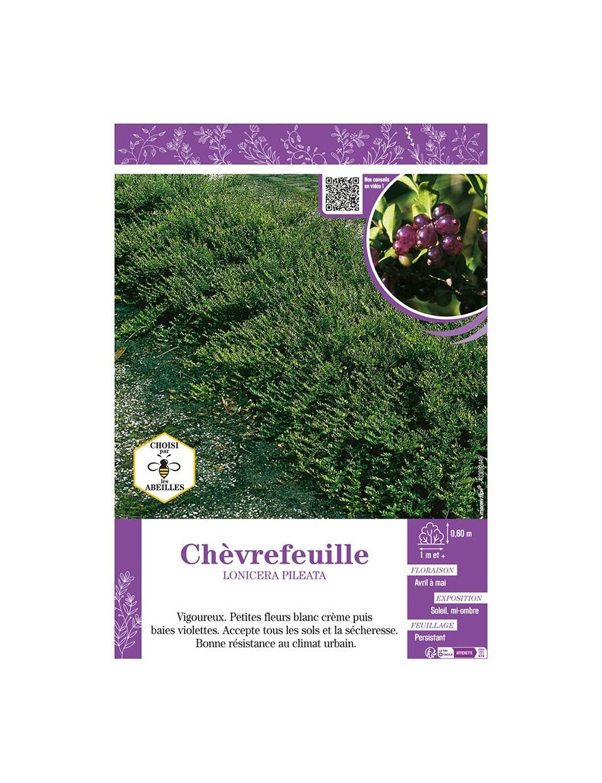 LONICERA PILEATA voir CHÈVREFEUILLE