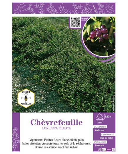 LONICERA PILEATA voir CHÈVREFEUILLE