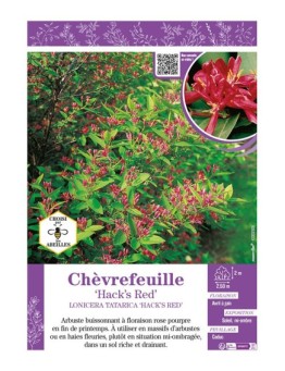 LONICERA TATARICA HACK’S RED voir CHÈVREFEUILLE