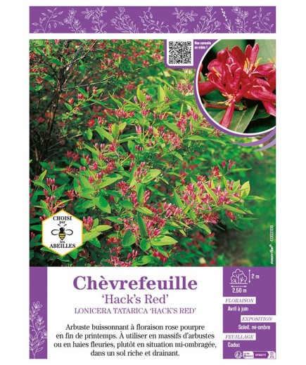 LONICERA TATARICA HACK’S RED voir CHÈVREFEUILLE