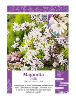MAGNOLIA ÉTOILÉ MAGNOLIA STELLATA