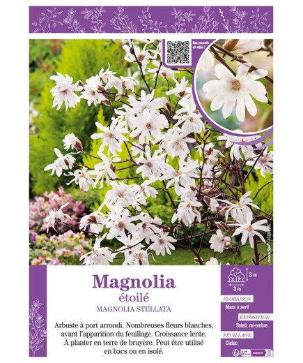 MAGNOLIA ÉTOILÉ MAGNOLIA STELLATA