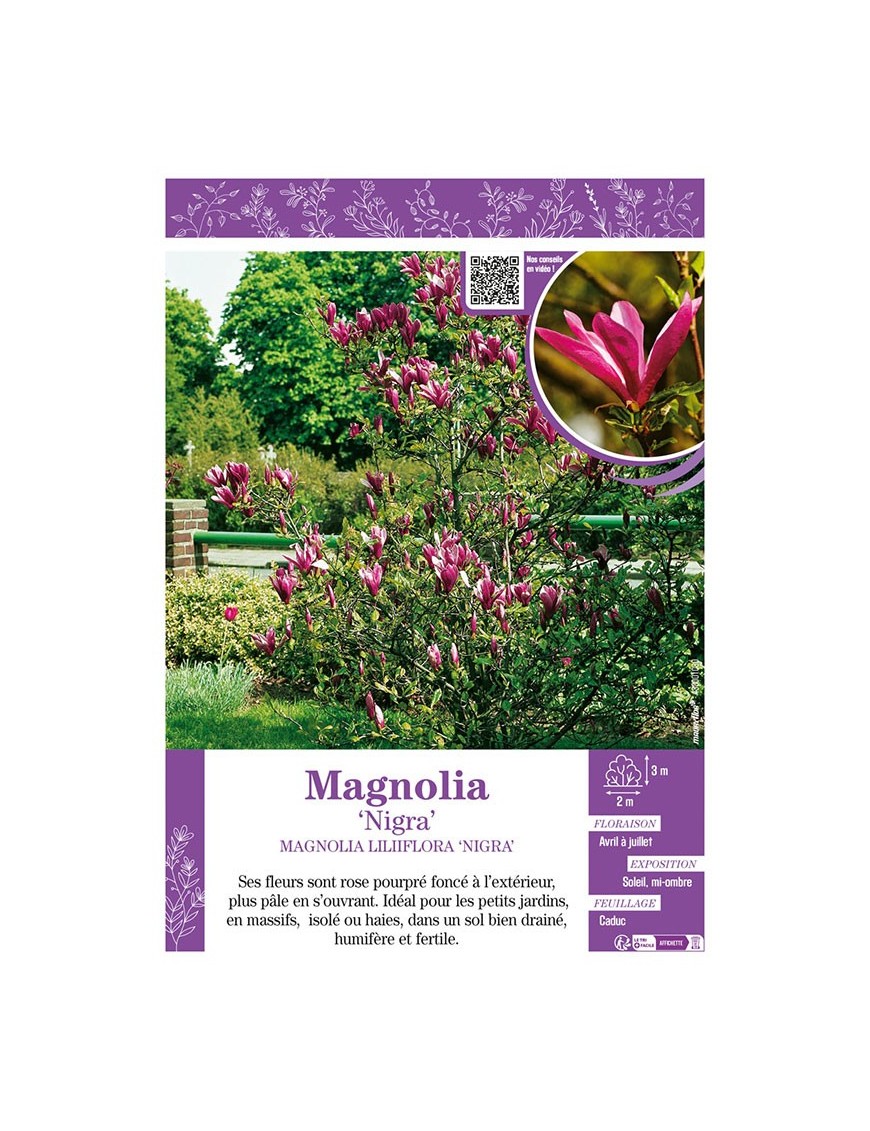 MAGNOLIA LILIIFLORA NIGRA