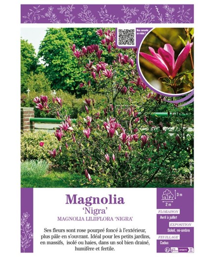 MAGNOLIA LILIIFLORA NIGRA
