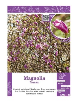 MAGNOLIA SUSAN