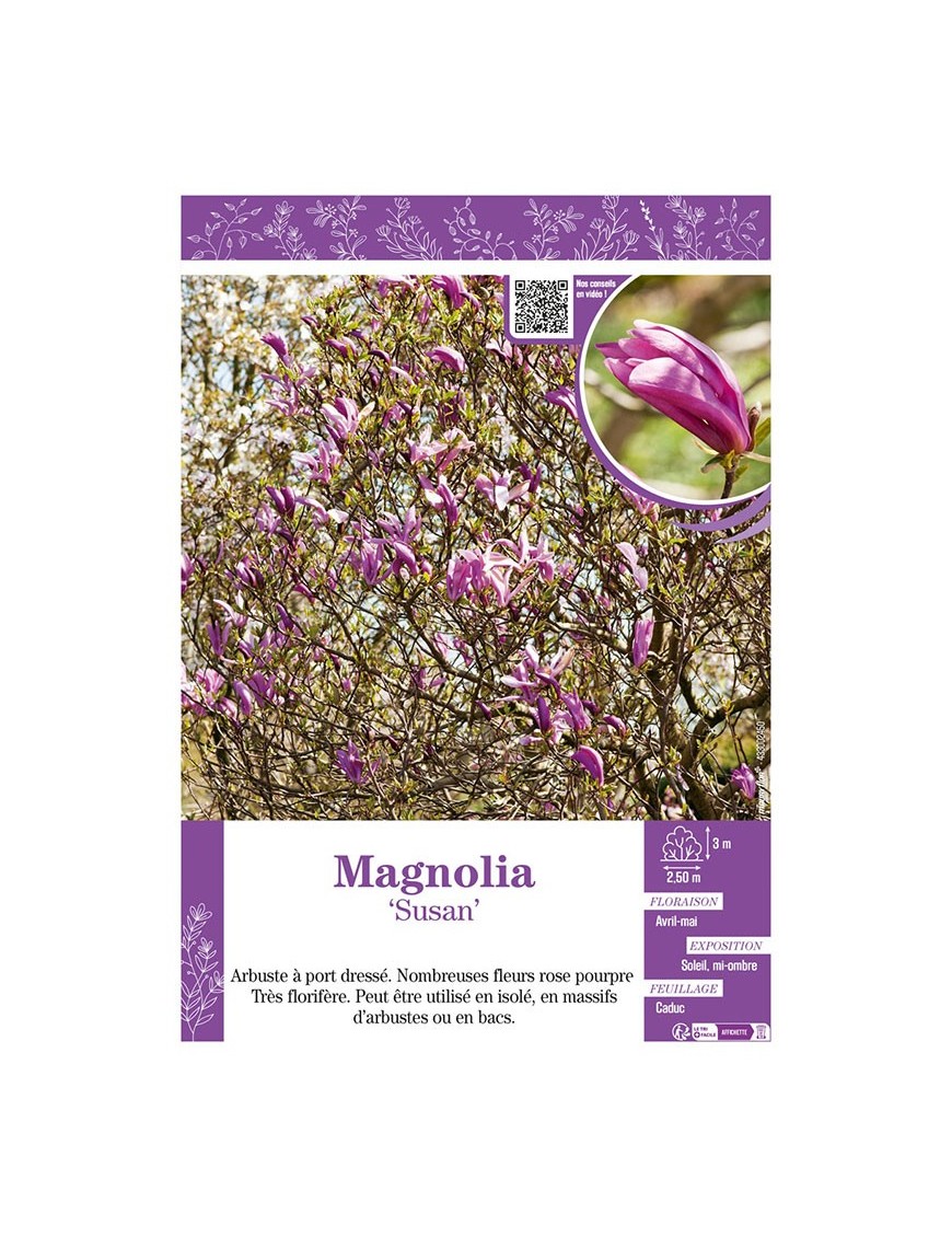 MAGNOLIA SUSAN