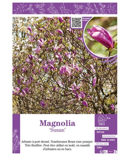 MAGNOLIA SUSAN