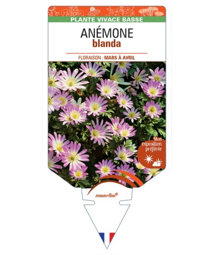 ANEMONE blanda (rose)