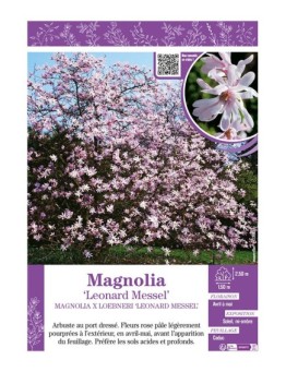 MAGNOLIA X LOEBNERI LEONARD MESSEL