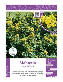 MAHONIA AQUIFOLIUM