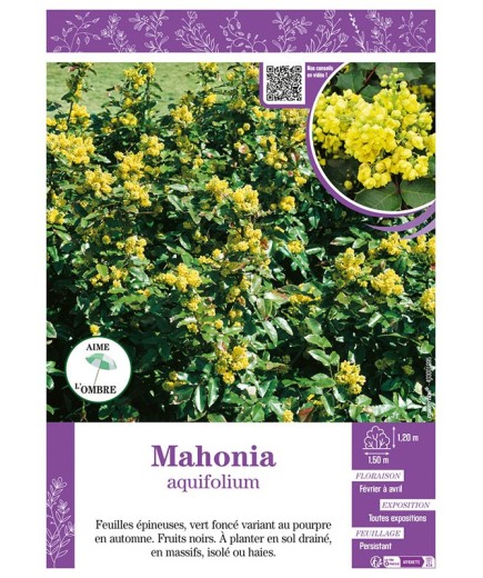 MAHONIA AQUIFOLIUM