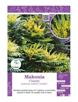 MAHONIA CHARITY