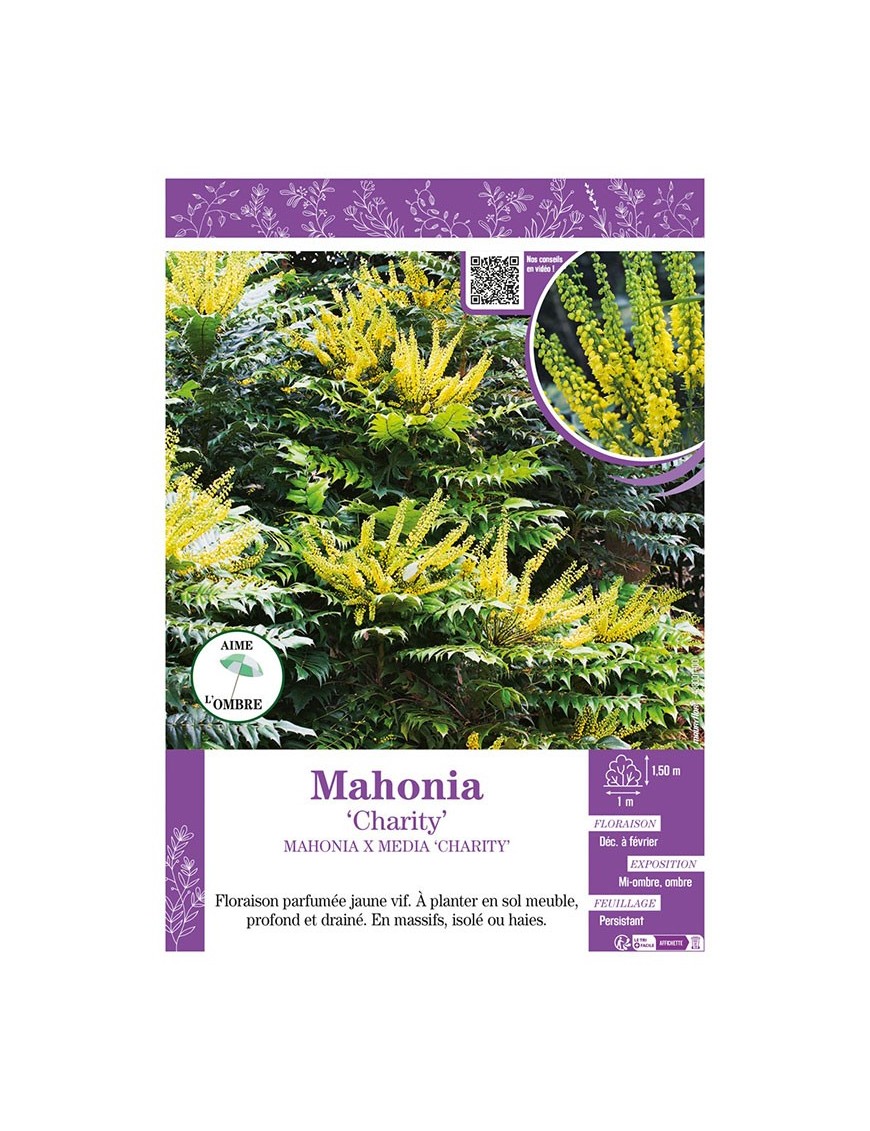 MAHONIA CHARITY