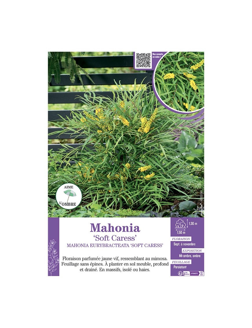 MAHONIA EURYBRACTEATA 'SOFT CARESS' voir MAHONIA 'SOFT CARESS'