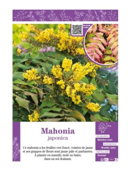 MAHONIA JAPONICA