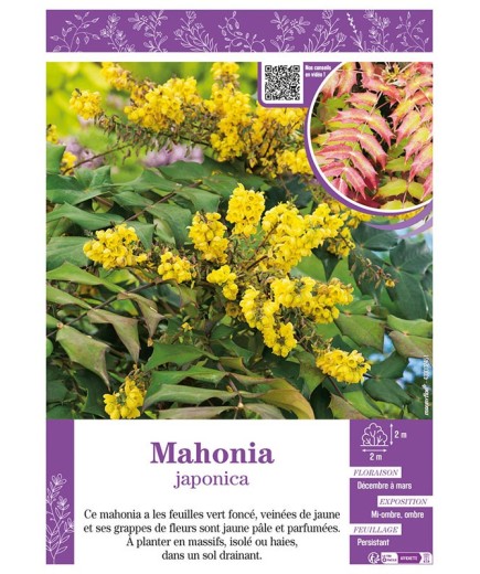 MAHONIA JAPONICA