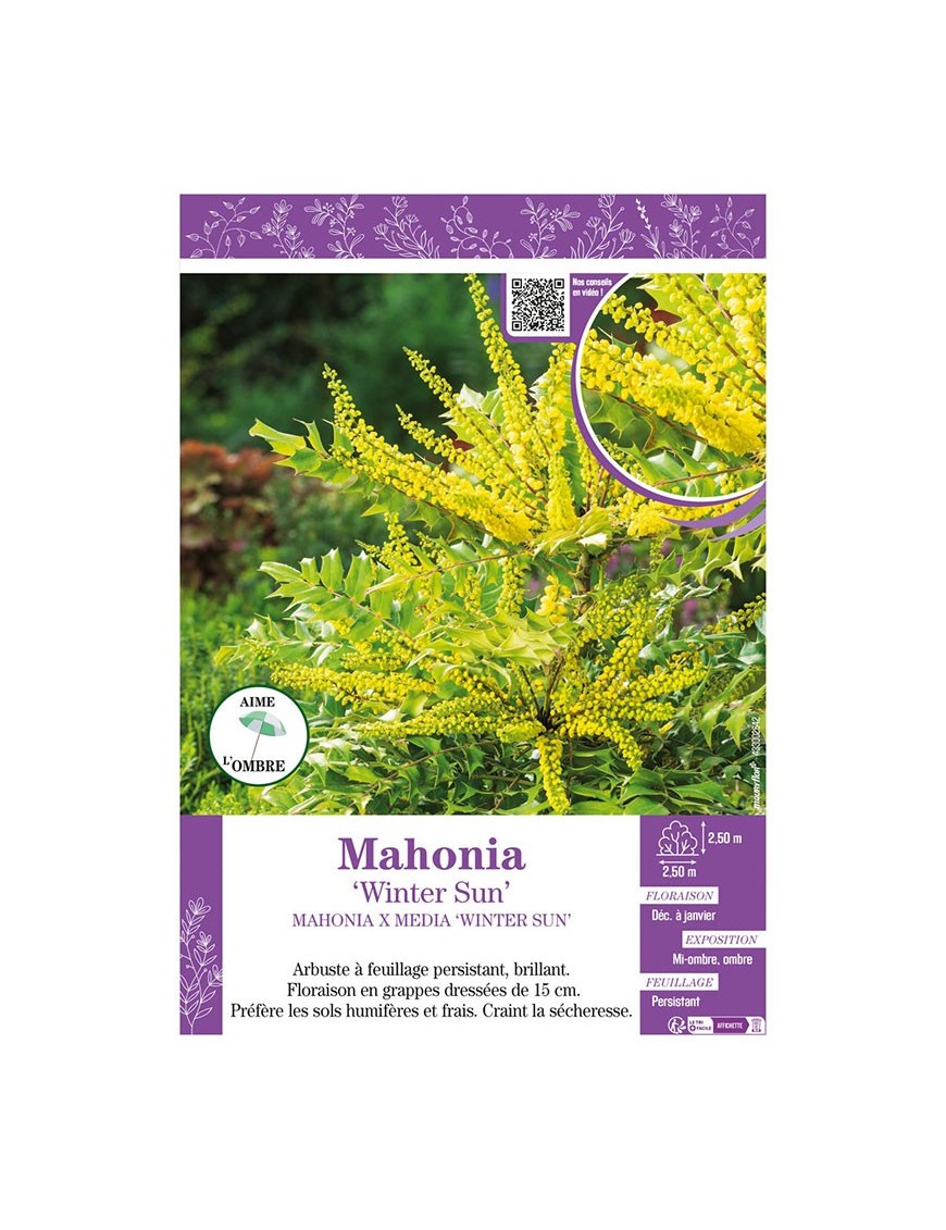 MAHONIA X MEDIA WINTER SUN