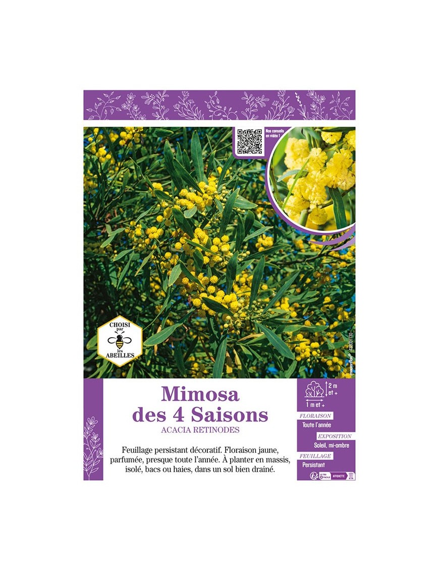 MIMOSA DES 4 SAISONS ACACIA RETINODES