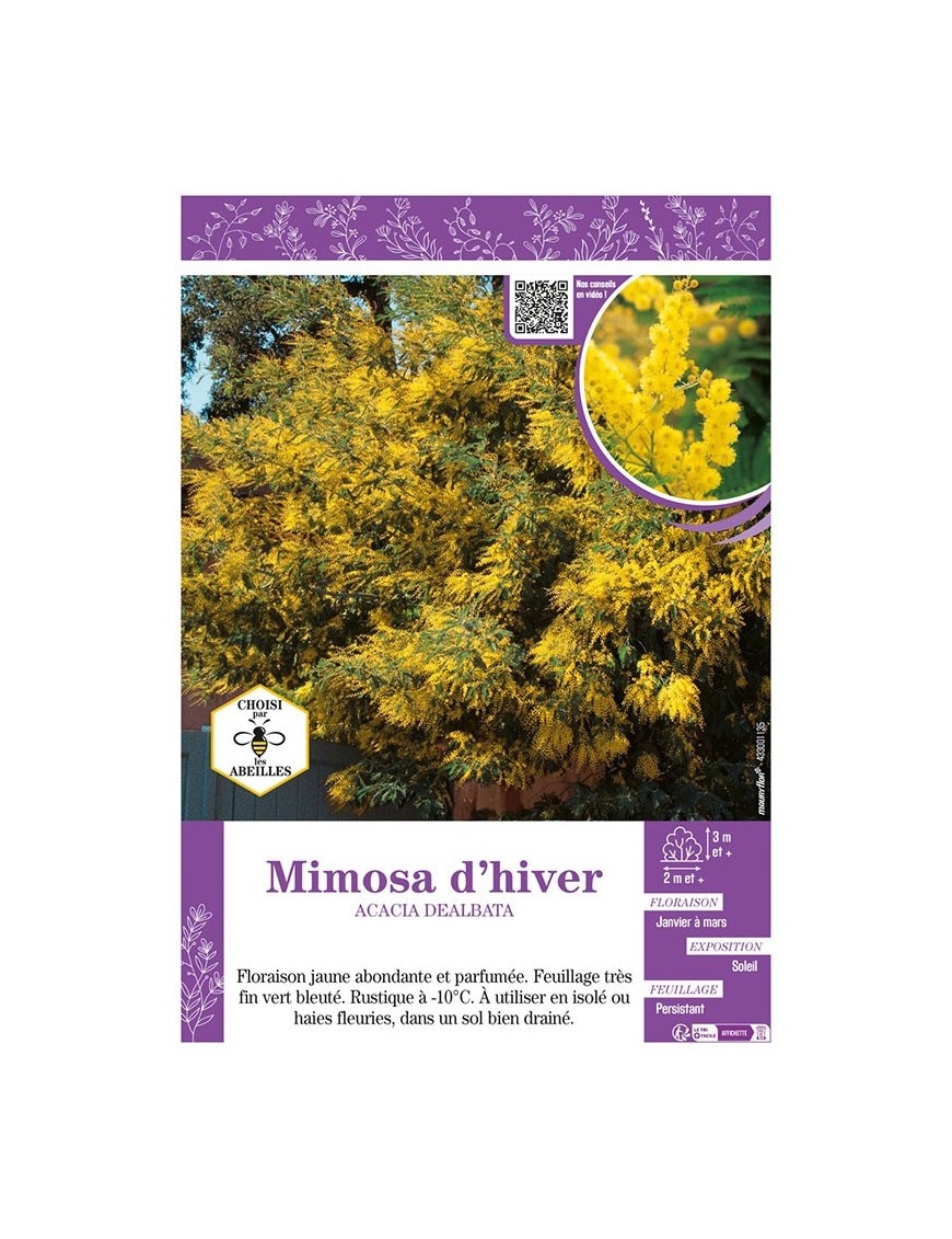 MIMOSA D'HIVER ACACIA DEALBATA