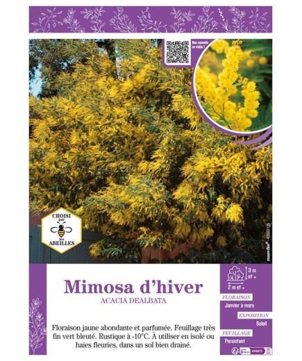 MIMOSA D'HIVER ACACIA DEALBATA