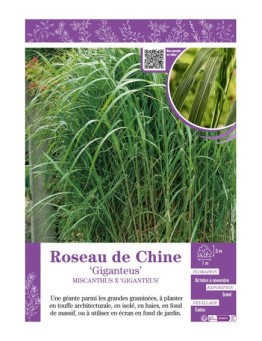 MISCANTHUS X GIGANTEUS voir ROSEAU DE CHINE