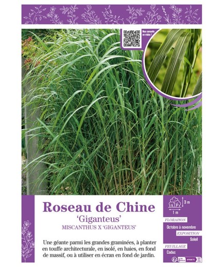 MISCANTHUS X GIGANTEUS voir ROSEAU DE CHINE