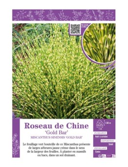 MISCANTHUS SINENSIS GOLD BAR voir ROSEAU DE CHINE