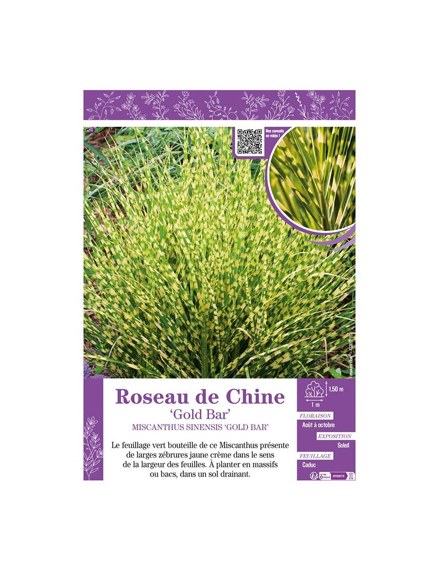 MISCANTHUS SINENSIS GOLD BAR voir ROSEAU DE CHINE