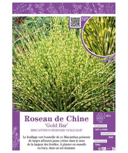 MISCANTHUS SINENSIS GOLD BAR voir ROSEAU DE CHINE