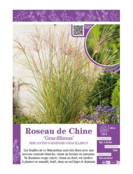 MISCANTHUS SINENSIS GRACILLIMUS voir ROSEAU DE CHINE