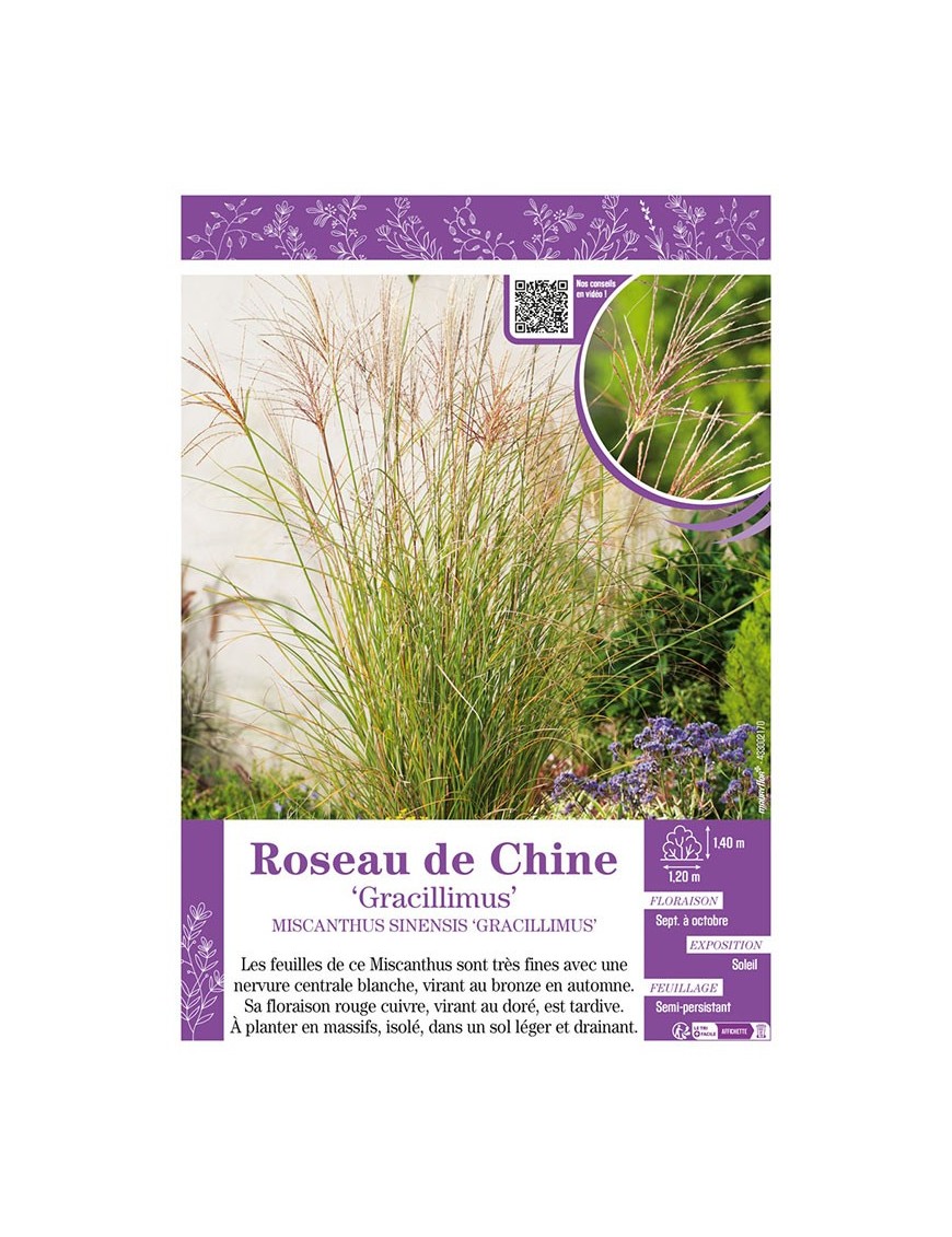MISCANTHUS SINENSIS GRACILLIMUS voir ROSEAU DE CHINE