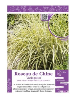 MISCANTHUS SINENSIS VARIEGATUS voir ROSEAU DE CHINE