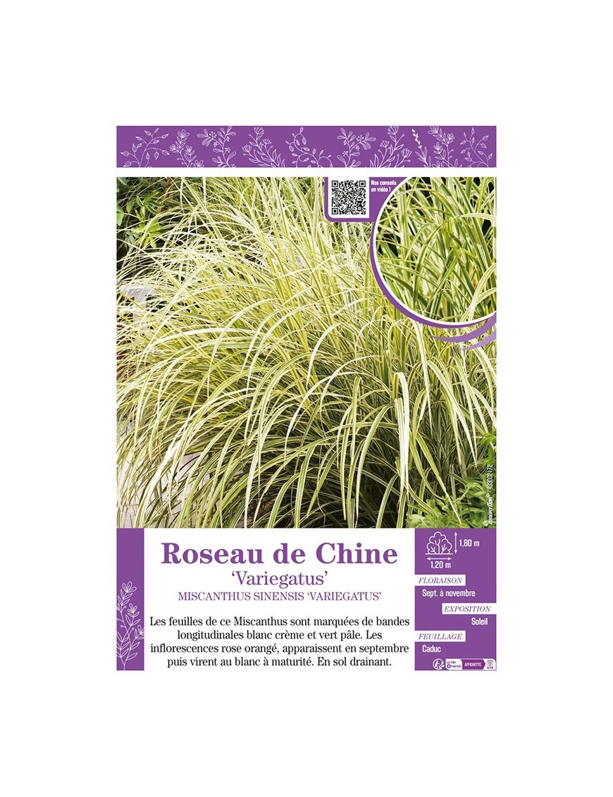 MISCANTHUS SINENSIS VARIEGATUS voir ROSEAU DE CHINE