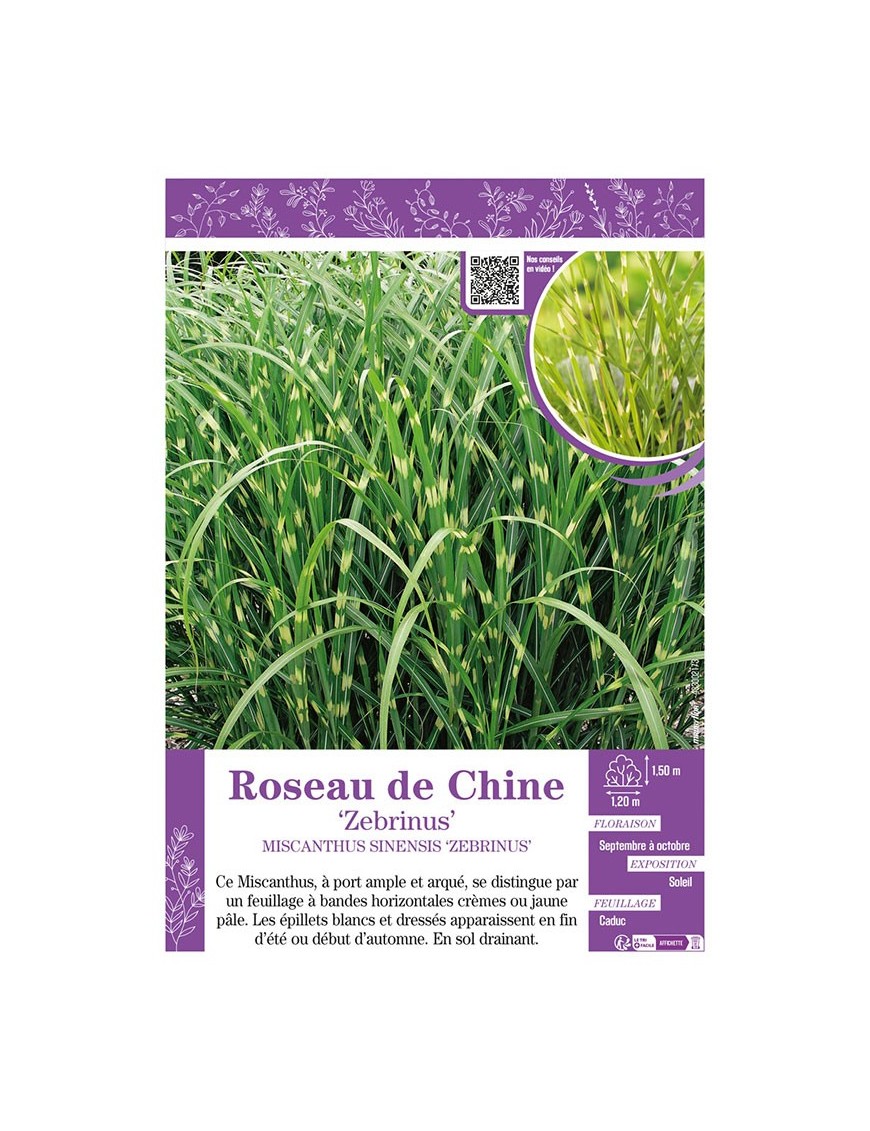 MISCANTHUS SINENSIS ZEBRINUS voir ROSEAU DE CHINE